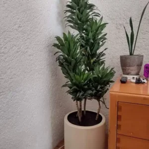 Dracaena Decorativa