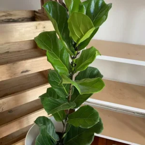 Ficus Lyrata Grande