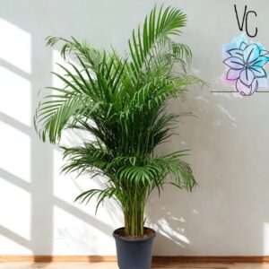 Palma Areca