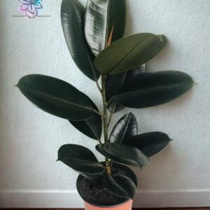 Hule Negro