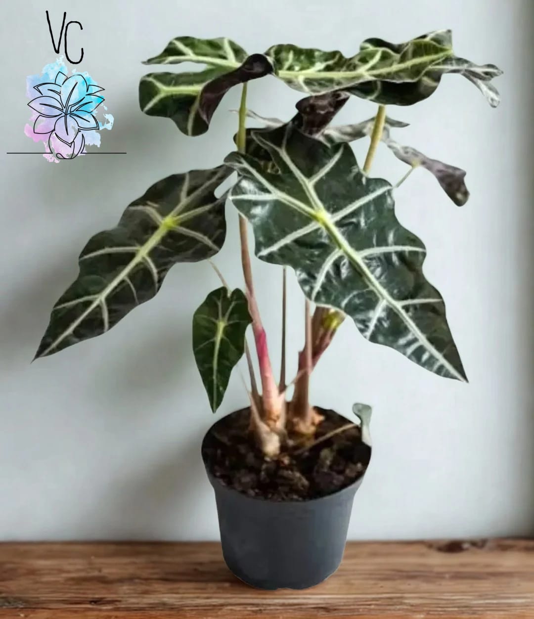 Alocasia Frydek