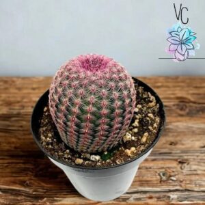 Cactus Arcoiris