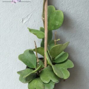 Hoya Kerrii / Planta Corazón