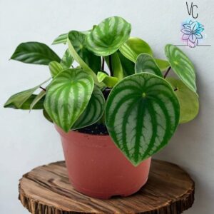 Cascara de Sandia (Peperomia)