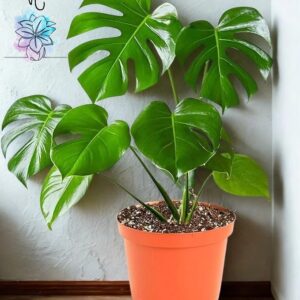 Monstera Deliciosa