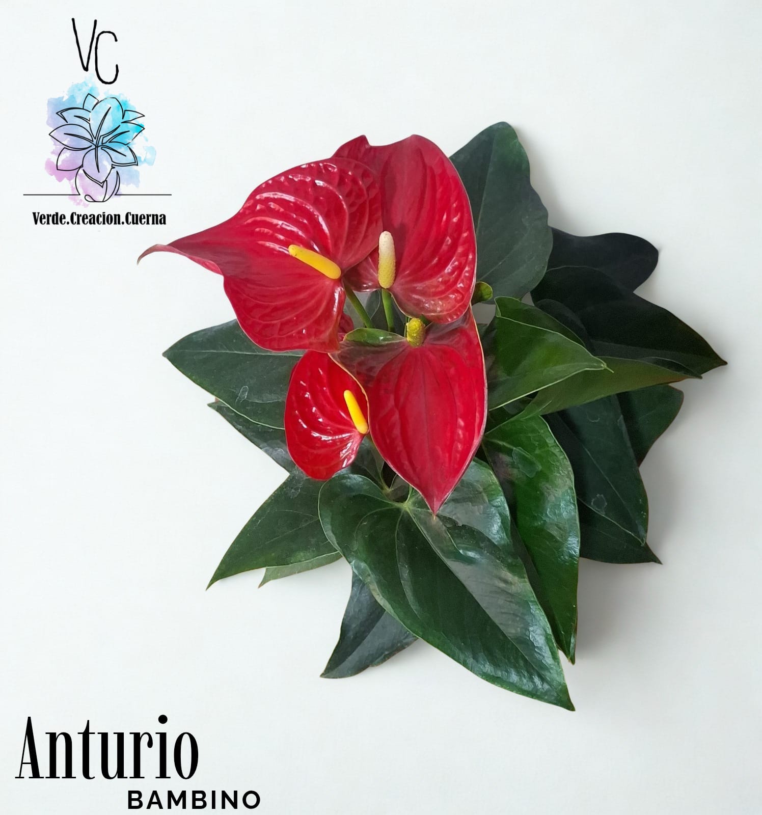 Anthurium / Anturio - Image 2