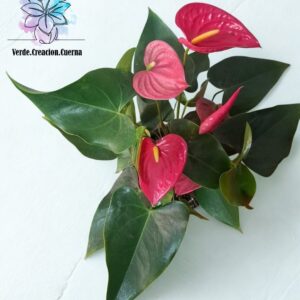 Anthurium / Anturio