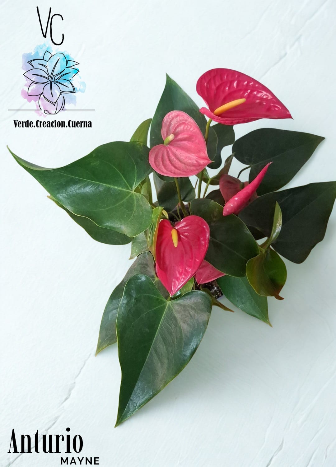 Anthurium / Anturio