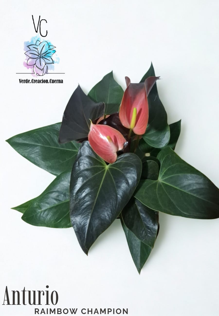 Anthurium / Anturio - Image 3