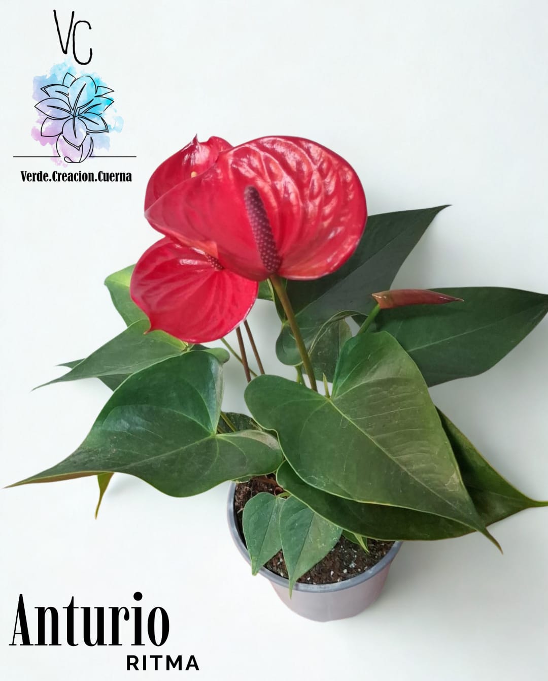 Anthurium / Anturio - Image 5