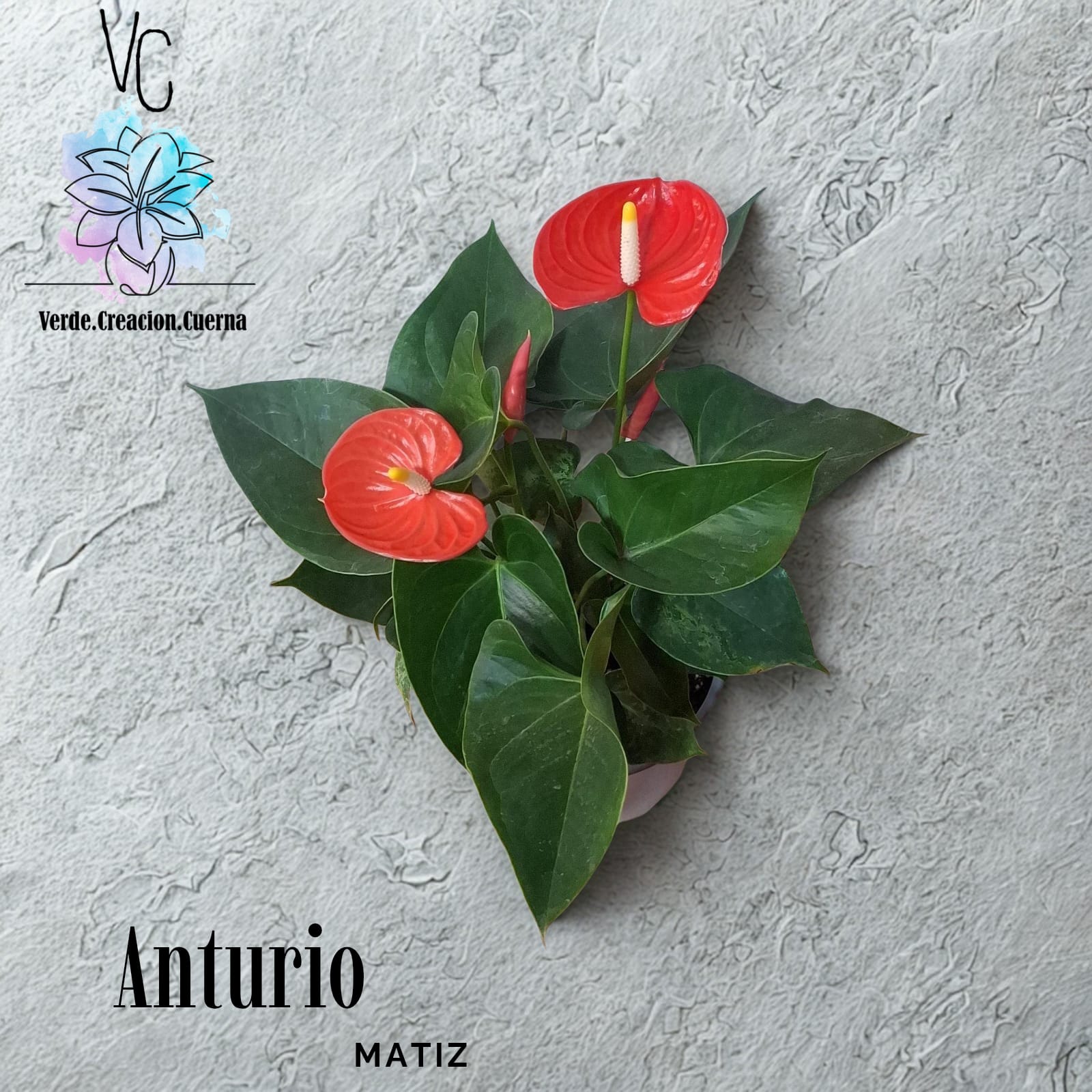 Anthurium / Anturio - Image 4
