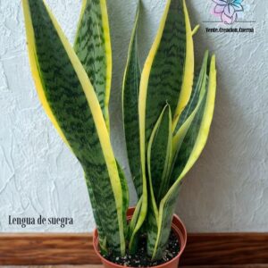 Sansevieria