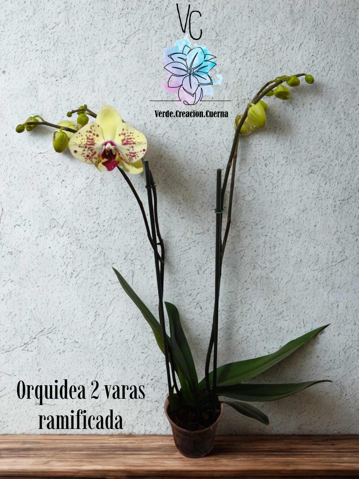 Orquídea - Image 2
