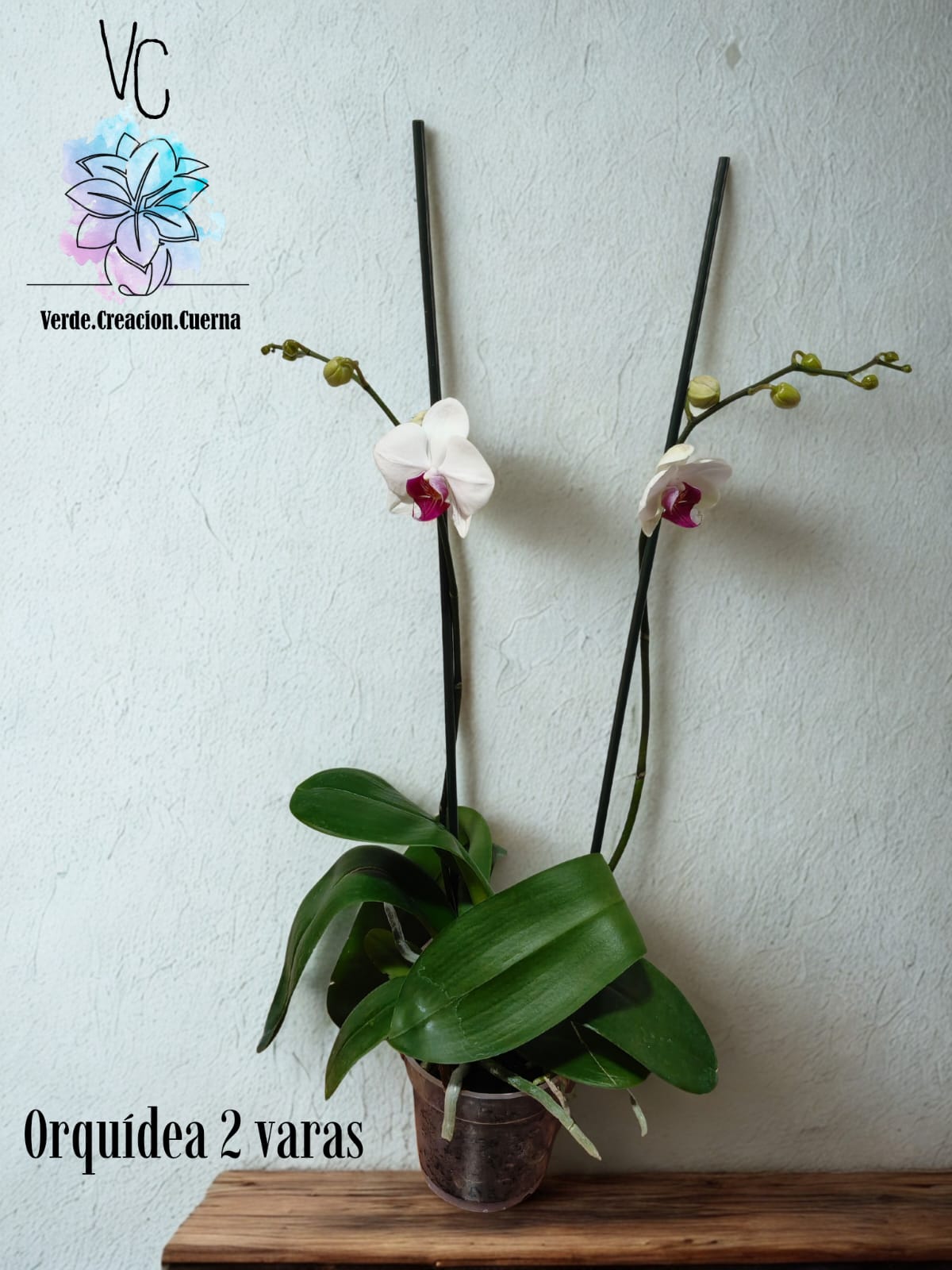 Orquídea - Image 3