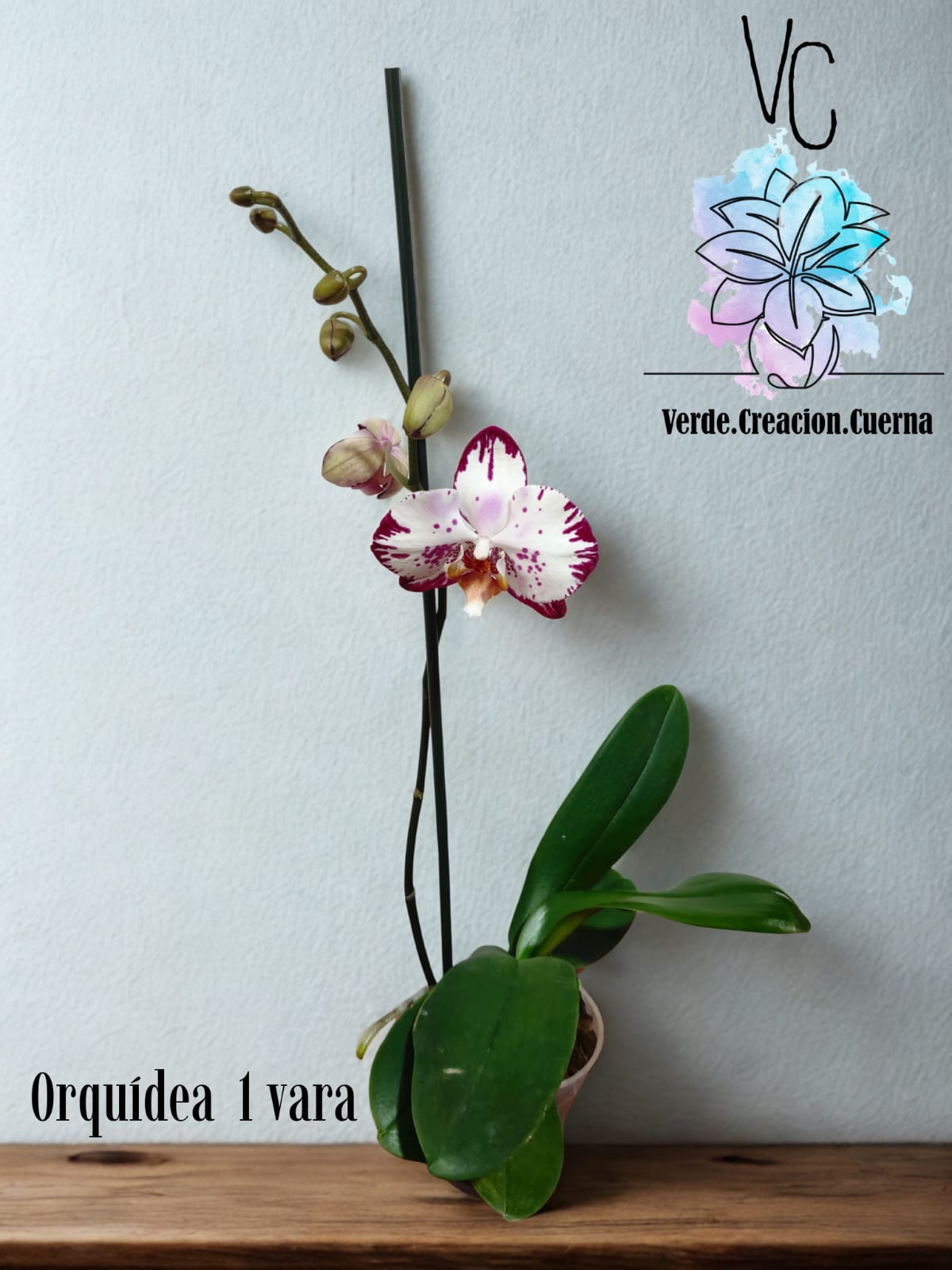 Orquídea - Image 4