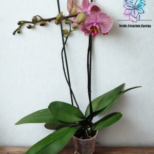 Orquídea