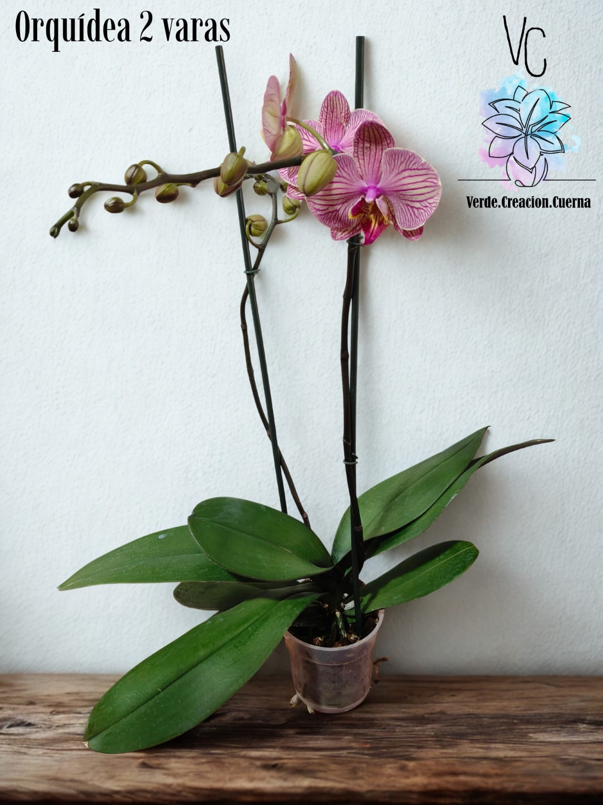 Orquídea