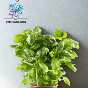 Albahaca