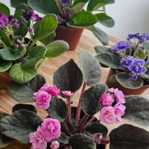 Violeta Africana