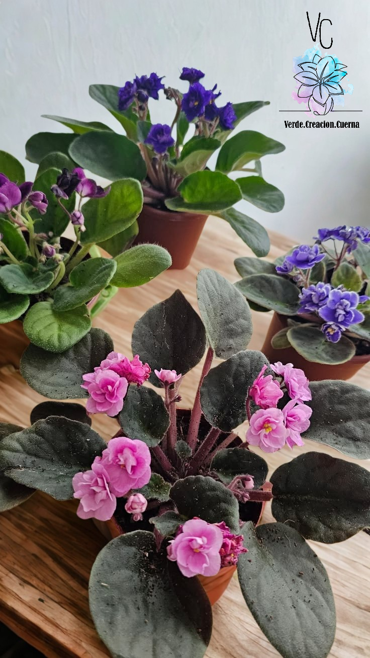 Violeta Africana