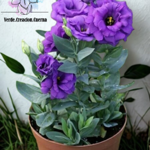 Lisianthus