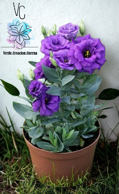 Lisianthus