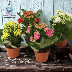 Kalanchoe