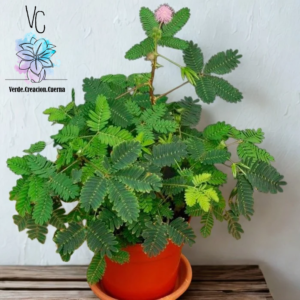 Mimosa / Dormilona