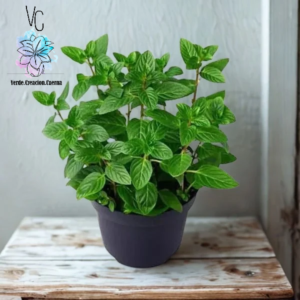 Menta