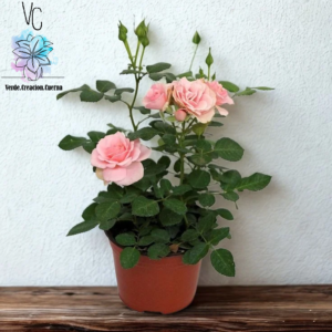 Rosal