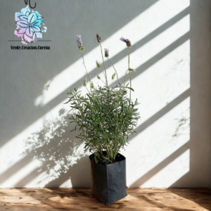 Lavanda