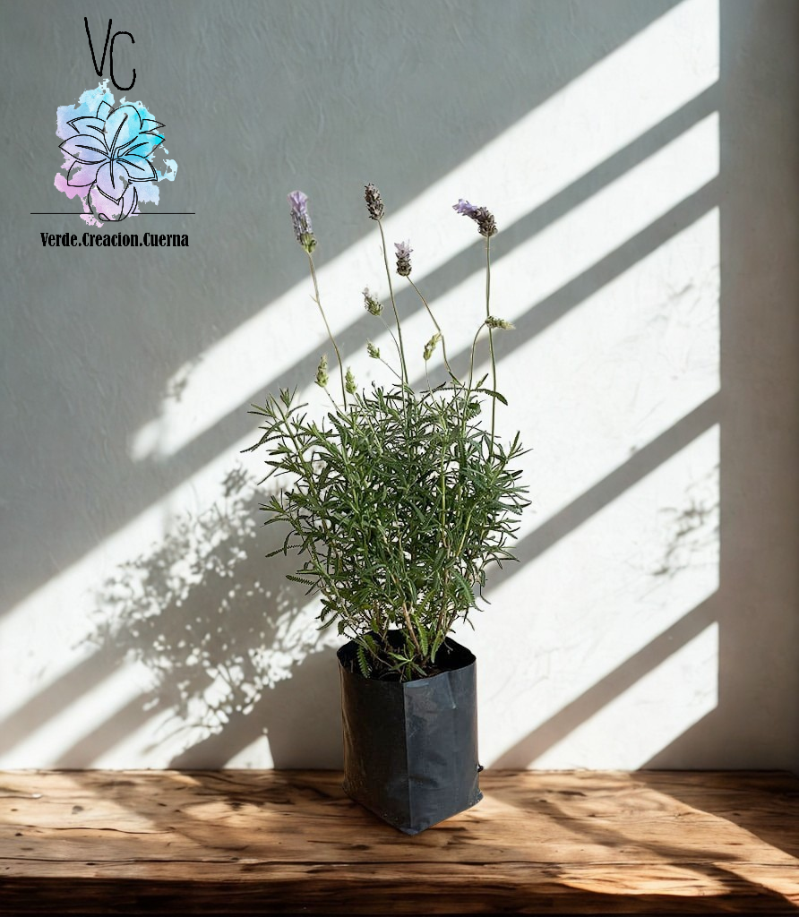 Lavanda