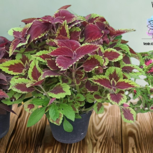 Cóleos / Coleus / Cretona