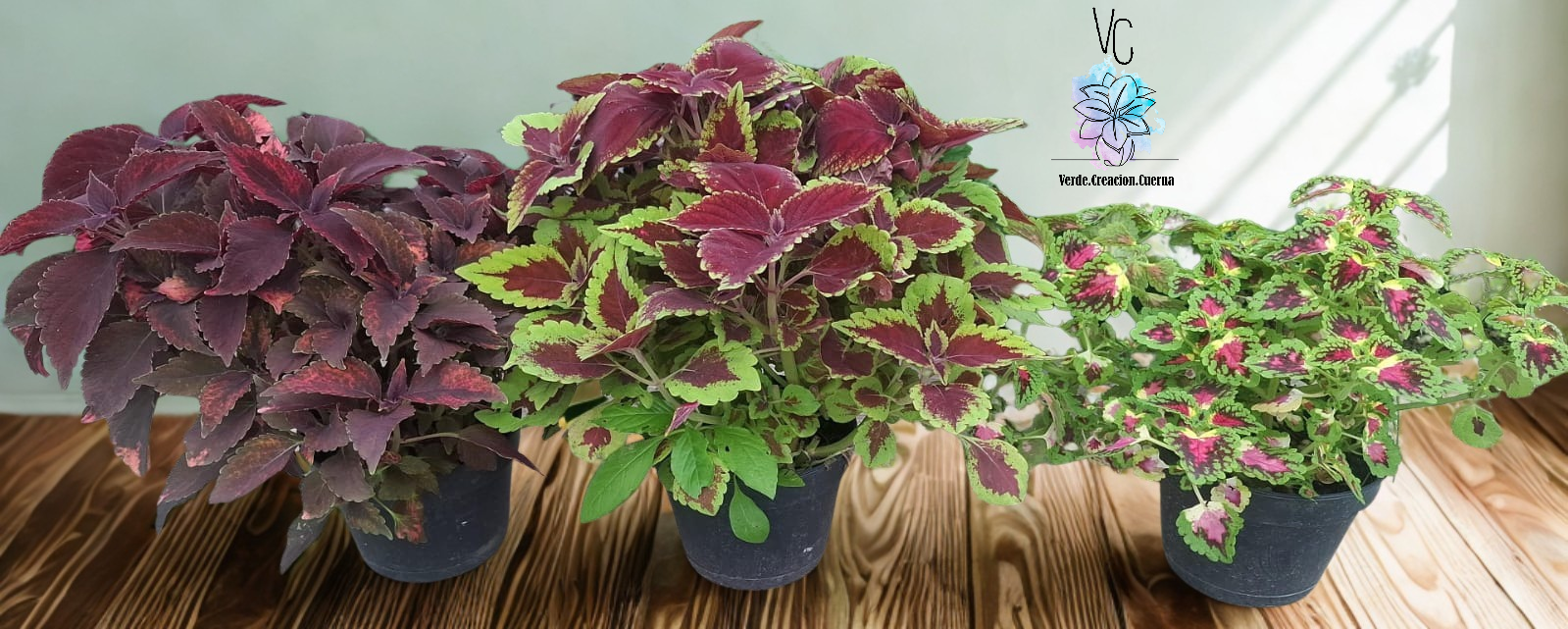 Cóleos / Coleus / Cretona