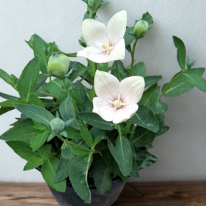 Platycodon / Campanilla China