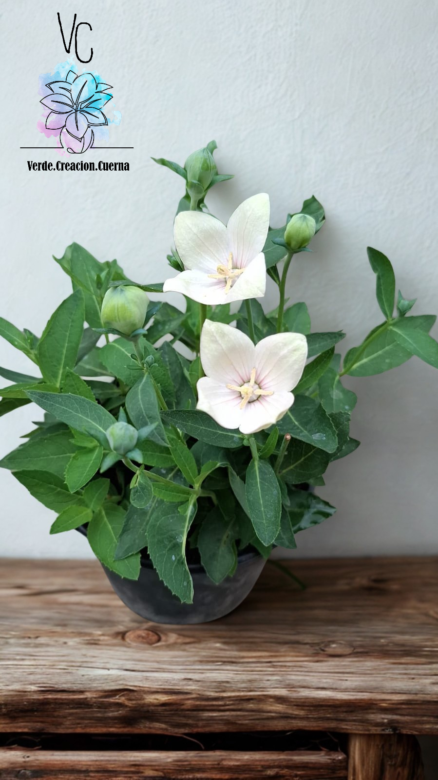 Platycodon / Campanilla China