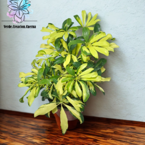 Aralia Variegada