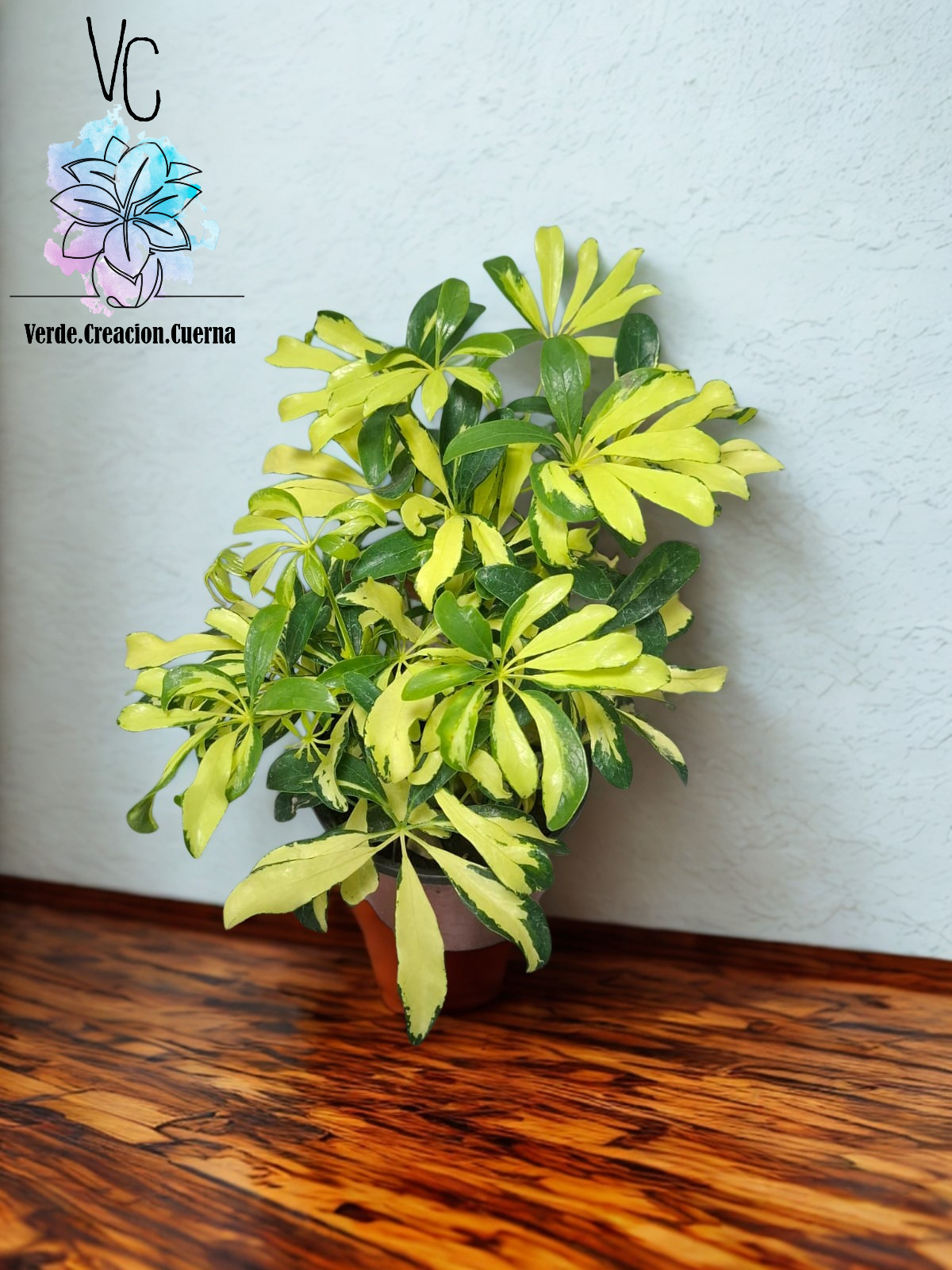 Aralia Variegada