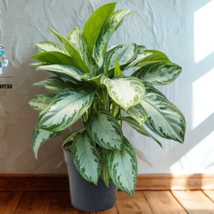 Aglaonema