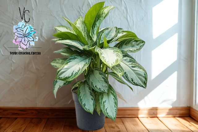 Aglaonema