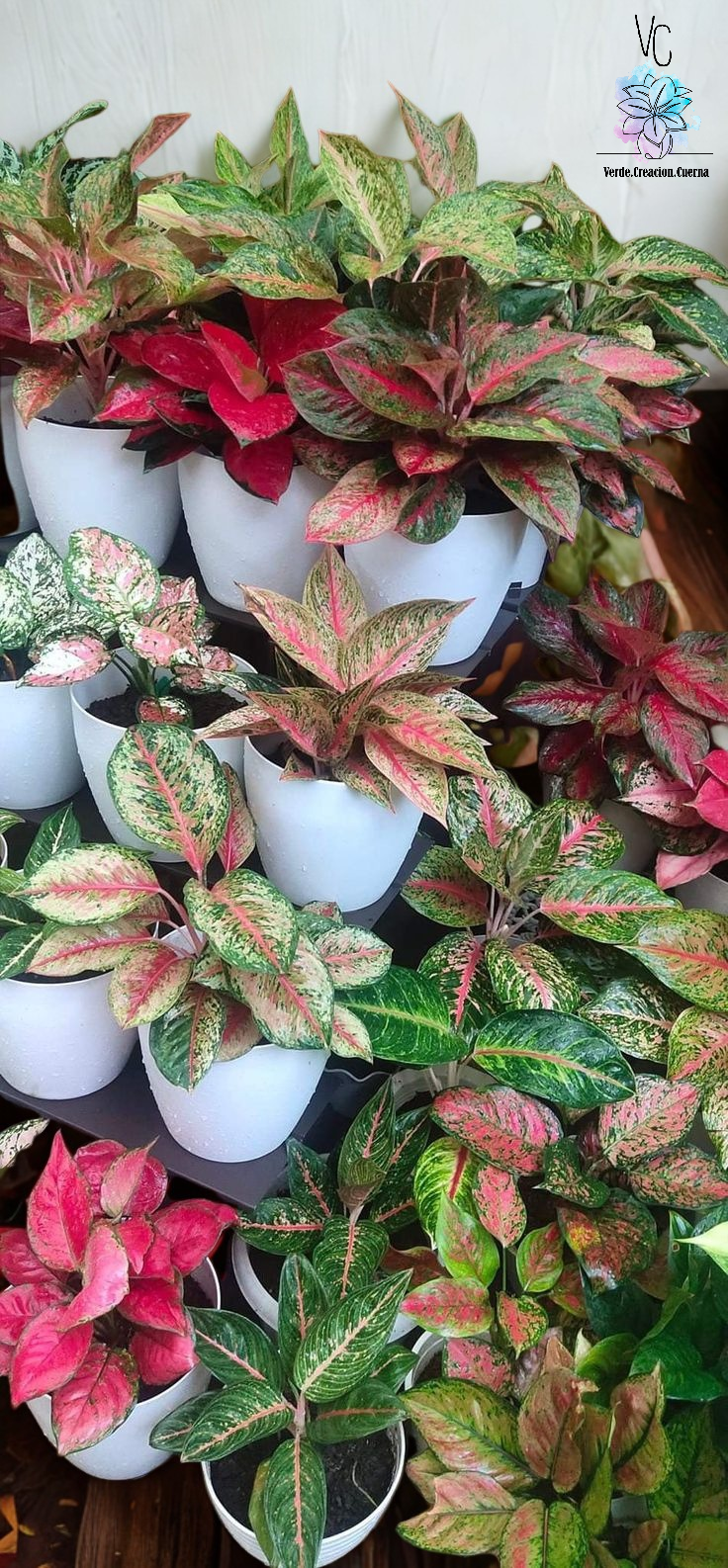 Aglaonema - Image 2
