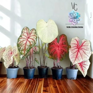 Caladio / Caladium