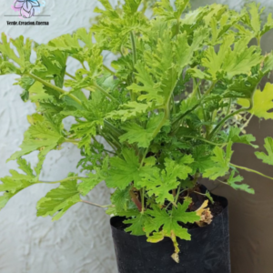Citronela