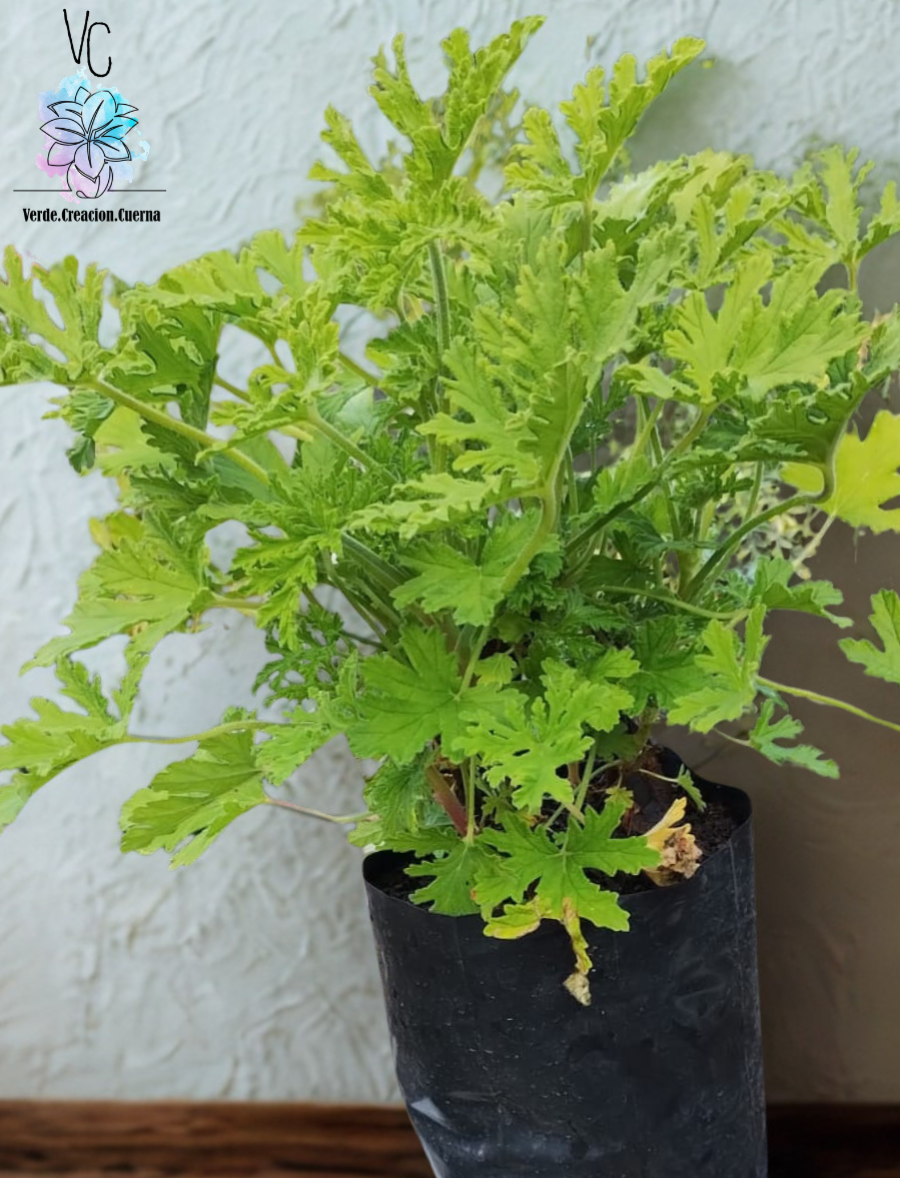 Citronela