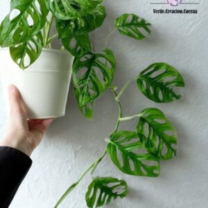 Monstera Esqueleto / Huesos