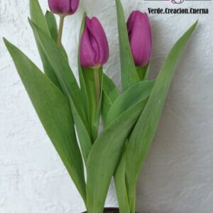 Tulipan