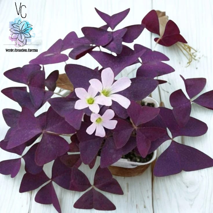 Trébol Morado