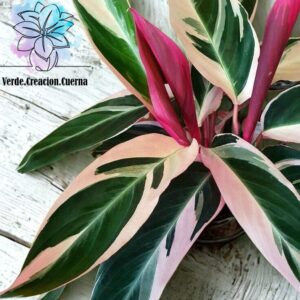 Calathea Pluma de Indio