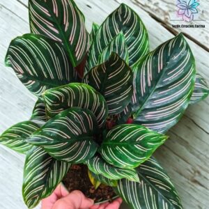 Calathea Ornata
