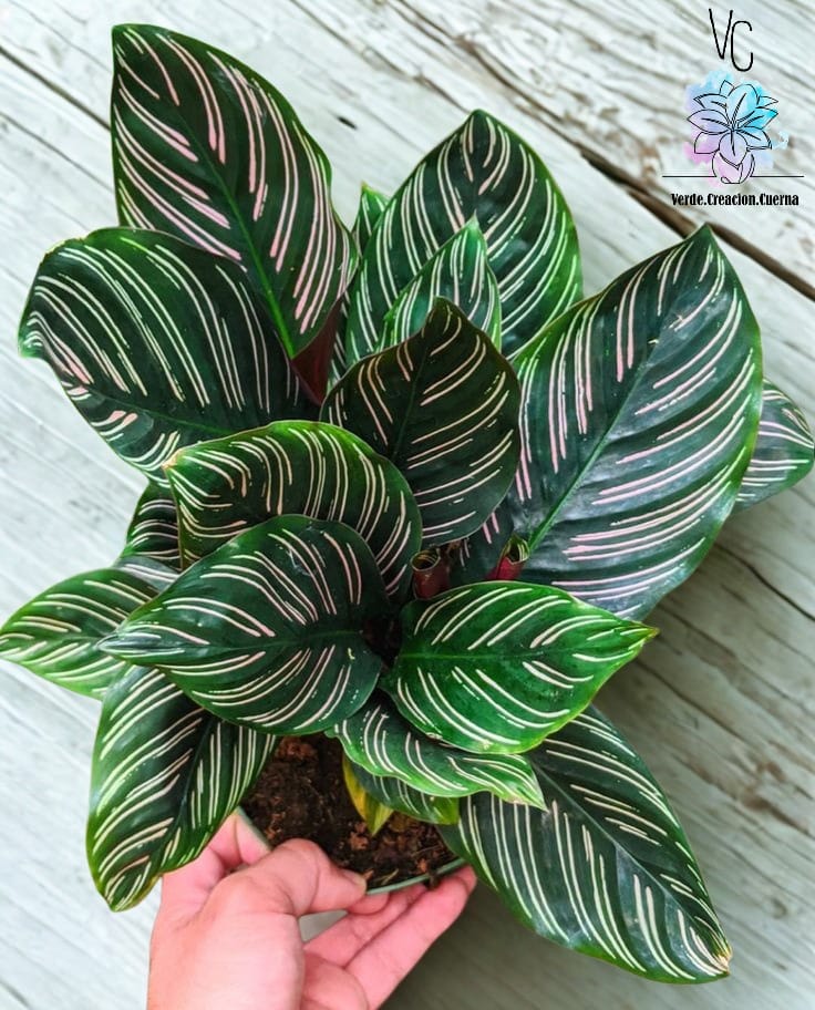 Calathea Ornata